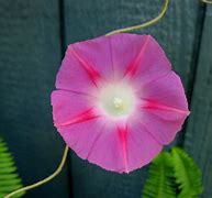 Image result for 33 Days to Morning Glory PDF