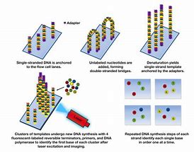 Image result for Parallel Sequencing