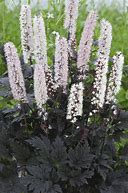 Image result for Actaea ramosa Chocoholic