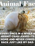 Image result for Animal Facts Meme