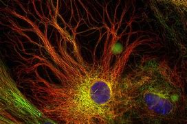 Image result for Astrocytes Fluorescence