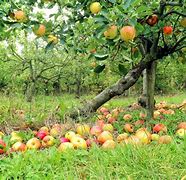 Image result for Apple-Picking Tips