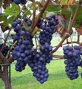 Image result for Vitis Boskoop Glorie