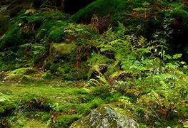 Image result for Ground Moss