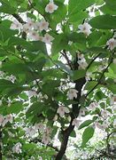 Image result for Styrax japonicus