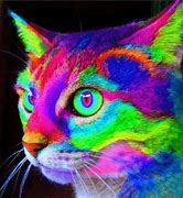 Image result for Funny Neon Cat