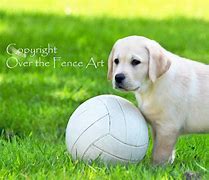Image result for Labrador Playing Soccer Sillhouette