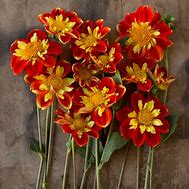 Image result for Dahlia Pooh