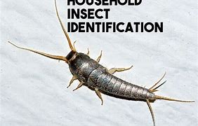 Image result for Bug House Insect Identification