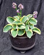Image result for Hosta Lucky Mouse