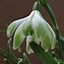 Image result for Galanthus Wifi Crocodile
