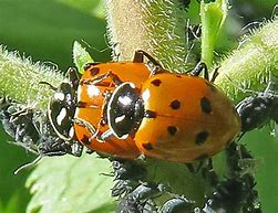 Image result for "lady-beetle-(hippodamia-convergens)"