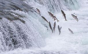Image result for Salmon Stream