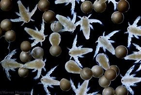 Image result for What Do Shrimp Eggs Look Like