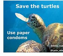 Image result for Green Sea Turtle Funny