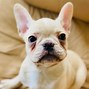 Image result for French Bulldog Rescue Dogs