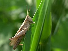 Image result for Cricket Farm