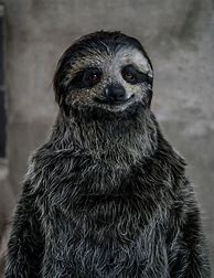 Image result for Real Life Sloths in Halloween Costumes