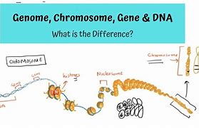 Image result for What's a Gene in DNA