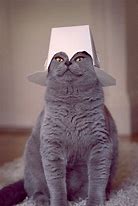 Image result for Nun Cat