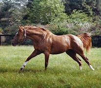 Image result for Chestnut Thoroughbred Horse Secretariat