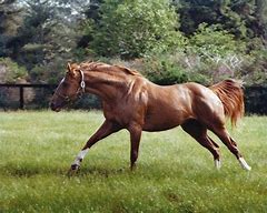 Image result for Thoroughbred Stallion Running Racing
