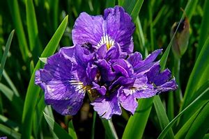 Image result for Iris sibirica Bundle of Joy