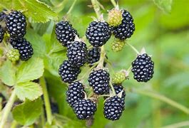 Image result for Rubus fruticosus Chester Thornless