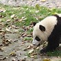 Image result for Giant Panda Sleeping