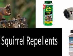 Image result for Squirrel Repellent Spray