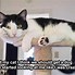 Image result for Stupid Funny Cat Memes