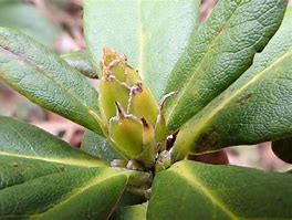 Image result for Rhododendron dichroant. scyphocalyx