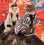 Image result for Anime Cat Costume