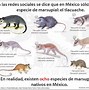 Image result for Chaotic Opossum Meme