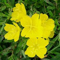 Image result for Oenothera African Sun ®