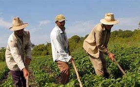 Image result for campesino