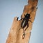 Image result for Cricket Insect Wings