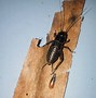 Image result for Insect Cricket 4K