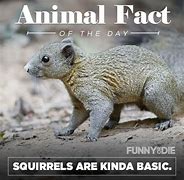 Image result for Funny Animal Facts
