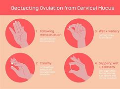 Image result for Ovulation Mucus