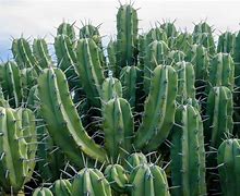 Image result for Cacti Species