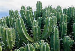 Image result for Cactus Like. Plants