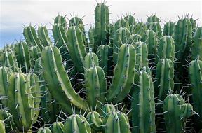 Image result for Cactus Family Tree