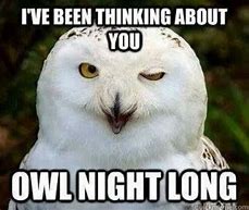 Image result for Funny Owl Memes