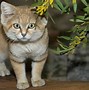 Image result for Sand Cat Pet