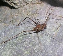 Image result for Spider Cricket Spray