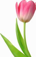 Tulipa Paintbrush に対する画像結果