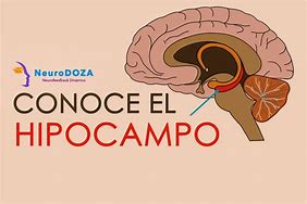 Image result for hipocampo