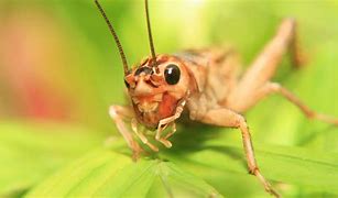 Image result for Crickets Have a Lotta Protein