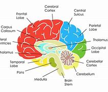 Image result for 12 Parts of the Brain